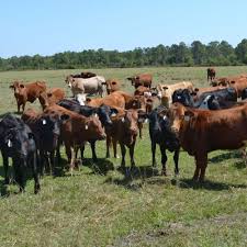 I Decided To Supplement, NOW WHAT?! - West Texas Livestock Growers