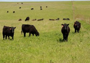 Better Grazing with Supplements - West Texas Livestock Growers