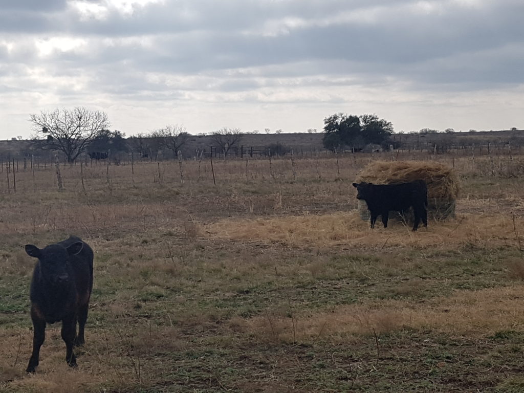 20181219_122219 - West Texas Livestock Growers