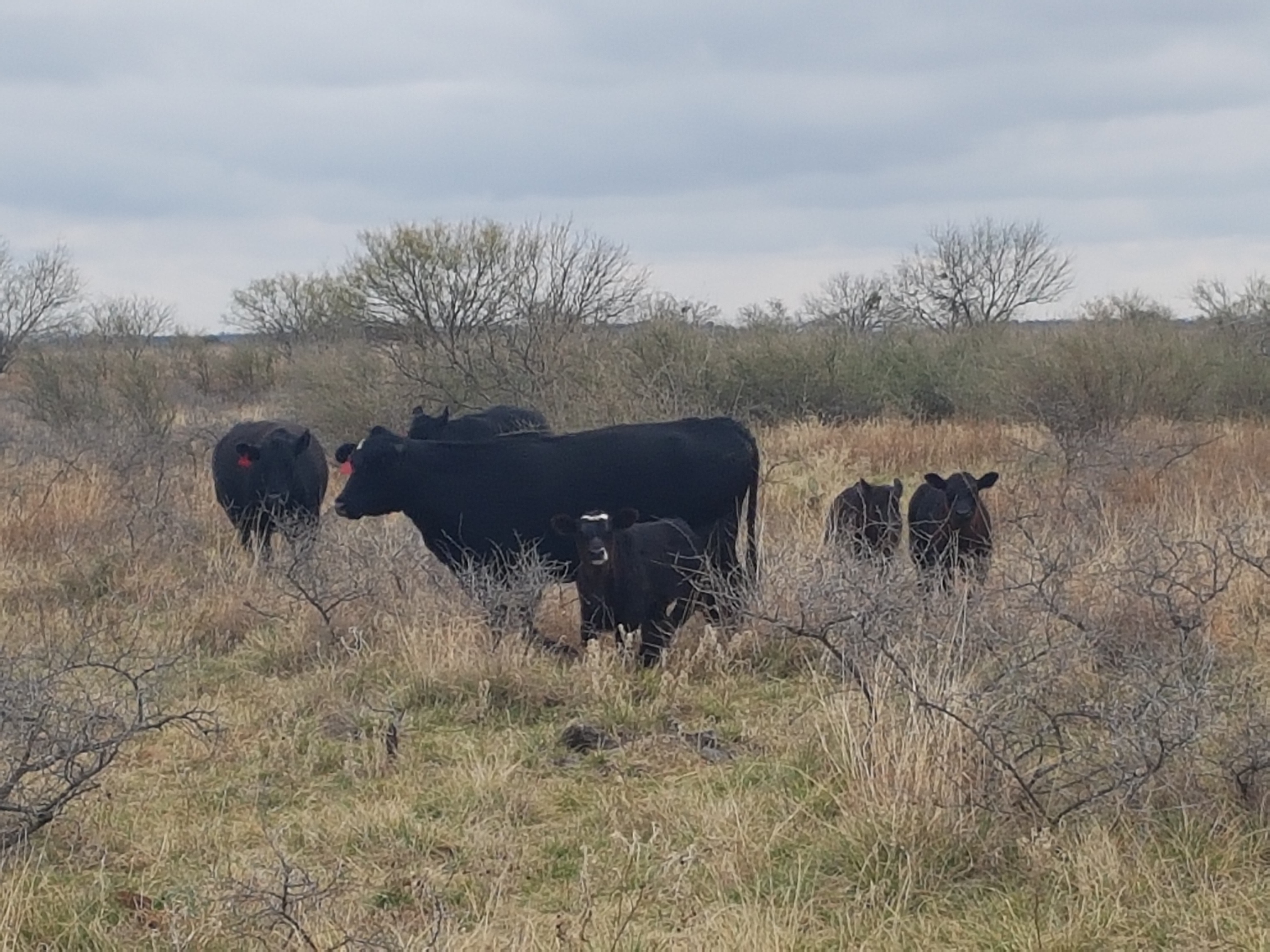 Designing The "perfect" Mineral Program - West Texas Livestock Growers