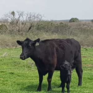 how to treat grass tetany in beef cattle