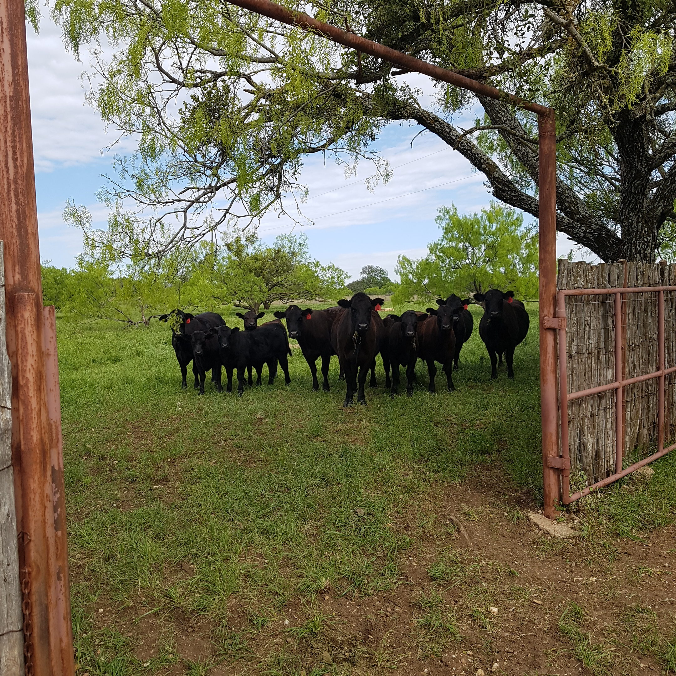 What Mineral Supplement Is Best For Cattle? - West Texas Livestock Growers