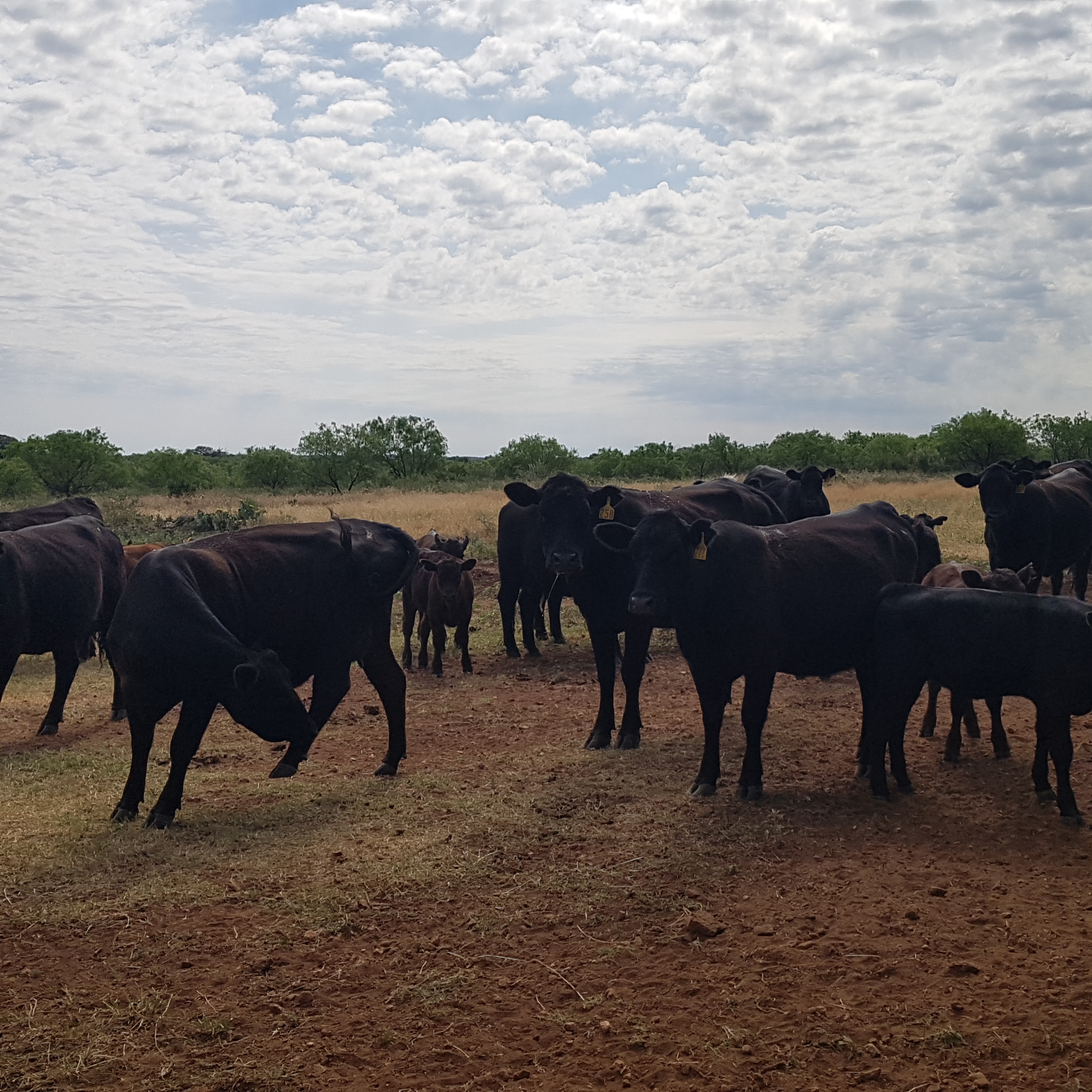 The Insider's Guide To Cattle Summer Mineral - West Texas Livestock Growers