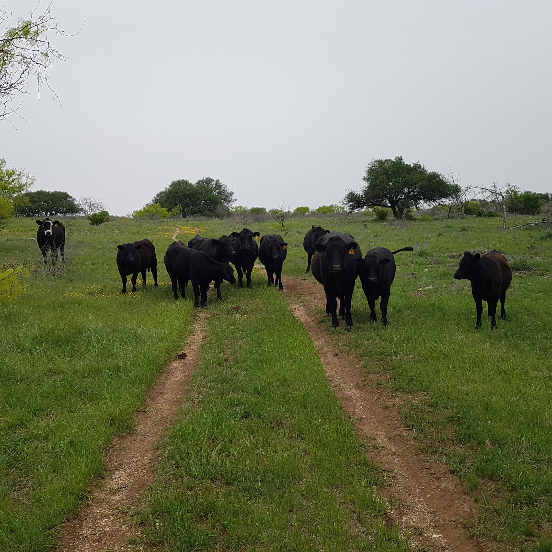 3 Tips For Cattle Summer Mineral - West Texas Livestock Growers