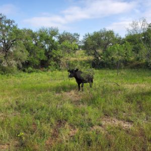 Supplement Strategies For Drought - West Texas Livestock Growers