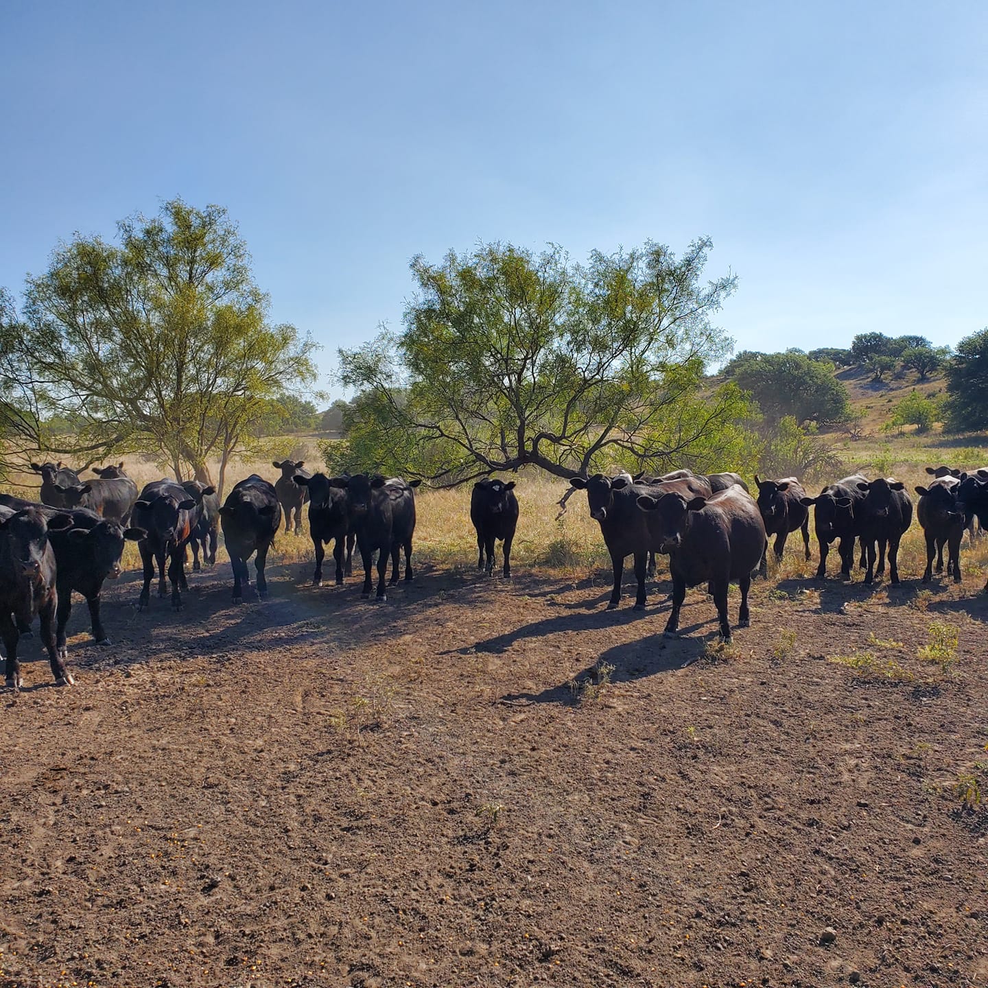 Why Feed Supplements This Fall? - West Texas Livestock Growers