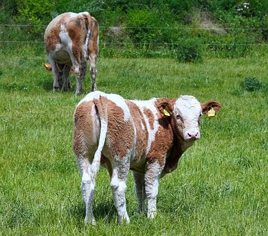 Ways To Deal With Drought And High Prices - West Texas Livestock Growers