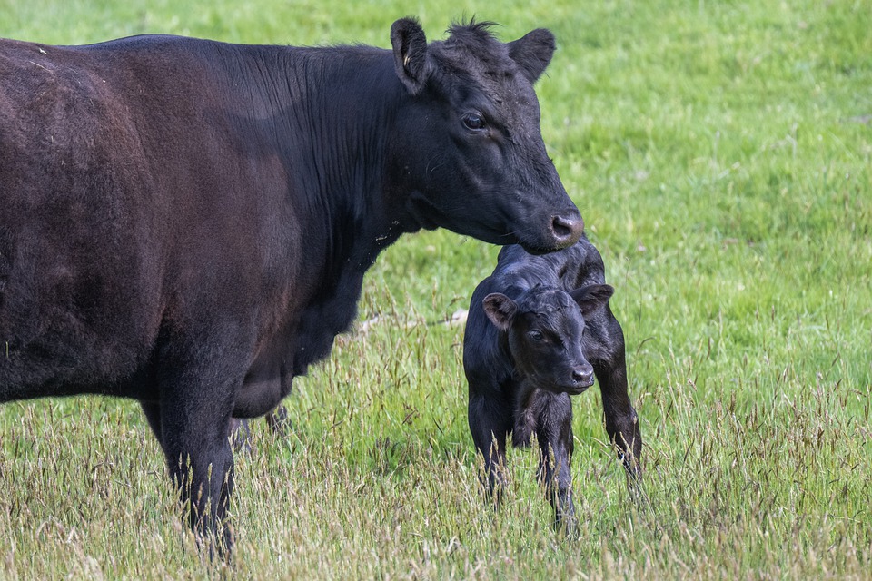 4 Ways To Picking A Reputable Breeder - West Texas Livestock Growers