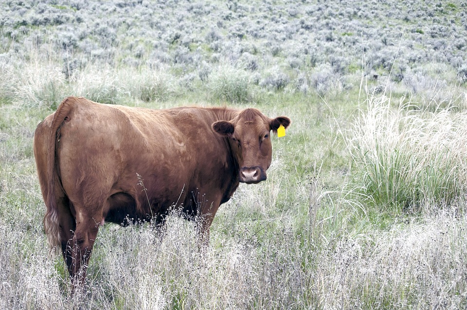 All You Need To Know About Cattle Supplements - West Texas Livestock ...