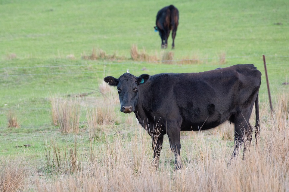 How To Take The Worry Out Of Grass Tetany - West Texas Livestock Growers