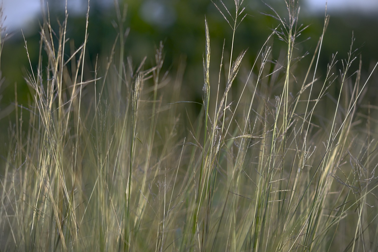 How To Actually Bring A Pasture Back From Drought - West Texas ...