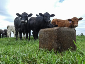 A Really Simple Beginner's Guide To Cattle Salt Blocks - West Texas 